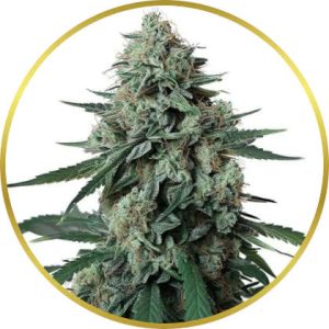 Jealousy marijuana strain