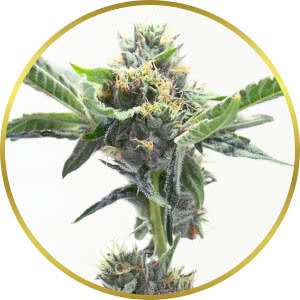 LA Kush Cake Autoflower Seeds for sale from Homegrown