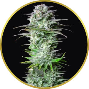 LA Kush Cake Autoflower Seeds for sale from Seedsman by Fast Buds