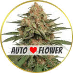 LA Kush Cake Autoflower Seeds for sale USA