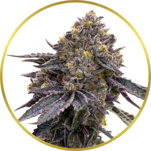 LA Kush Cake Feminized Seeds for sale from Homegrown