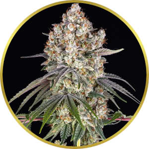 LA Kush Cake Feminized Seeds for sale from Seedsman by Barney's Farm