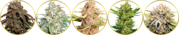 top-rated list of the best low-cost cannabis seeds