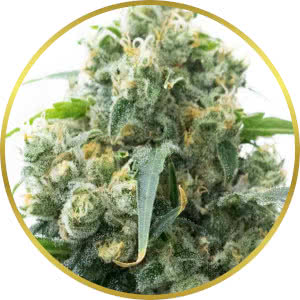 Lowryder Autoflower Seeds for sale from Blimburn