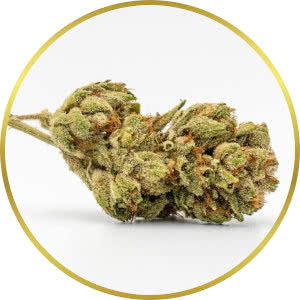Lowryder Autoflower strain bud closeup