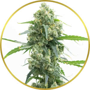 Lowryder Autoflower Seeds for sale from Homegrown