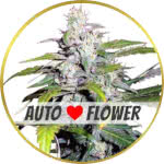Lowryder Autoflower Seeds for sale USA