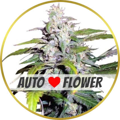 Lowryder Autoflower marijuana strain