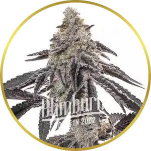 MAC Feminized Seeds for sale from Blimburn