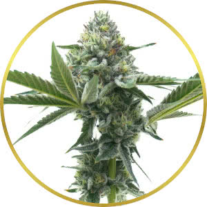 MAC Feminized Seeds for sale from Homegrown