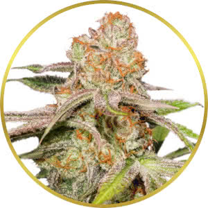 MAC Feminized Seeds for sale from Seedsman by Dutch Passion