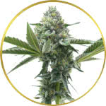 MAC Feminized Seeds for sale USA