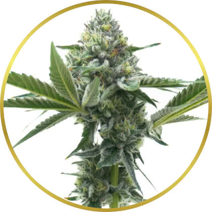MAC marijuana strain