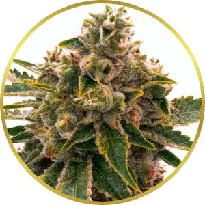 Mango Kush Feminized Seeds for sale from Blimburn