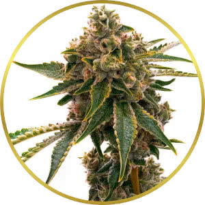 Mango Kush Feminized Seeds for sale from Homegrown