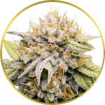 Mango Kush Feminized Seeds for sale USA