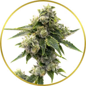 Master Kush Feminized Seeds for sale from Homegrown