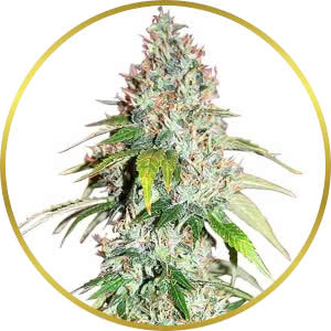 Master Kush Feminized Seeds for sale from ILGM