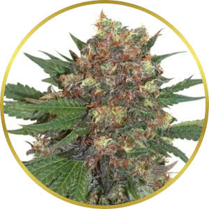 Master Kush Feminized Seeds for sale from Seedsman by Dutch Passion