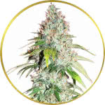 Master Kush Feminized Seeds for sale USA