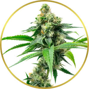 Mimosa Autoflower Seeds for sale from Homegrown