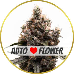 Mimosa Autoflower Seeds for sale from ILGM