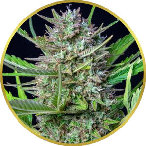 Mimosa Autoflower Seeds for sale from Seedsman by RQS