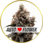 Mimosa Autoflower Seeds for sale USA