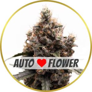 Mimosa Autoflower marijuana strain