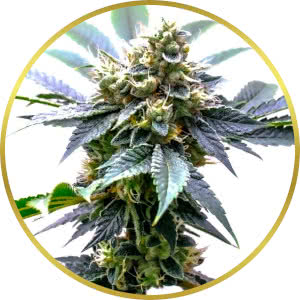 Mimosa Feminized Seeds for sale from Homegrown
