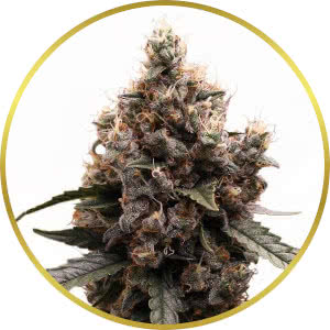 Mimosa Feminized Seeds for sale from ILGM