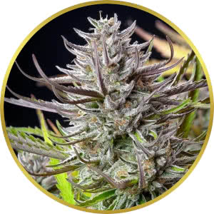 Mimosa Feminized Seeds for sale from Seedsman by RQS