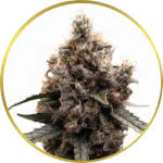 Mimosa Feminized Seeds for sale USA