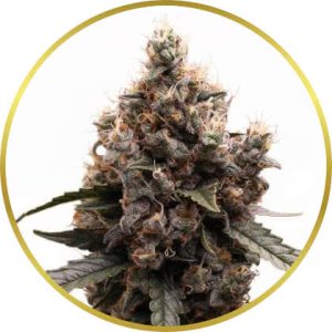 Mimosa marijuana strain