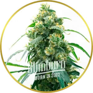 OG Kush CBD Feminized Seeds for sale from Blimburn