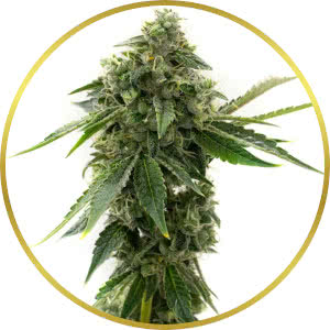 OG Kush CBD Feminized Seeds for sale from Homegrown