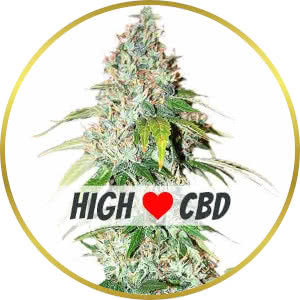 OG Kush CBD Feminized Seeds for sale from ILGM