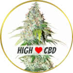 OG Kush CBD Feminized Seeds for sale USA