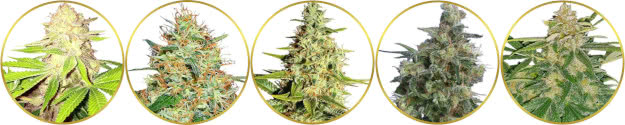 top-ranked list of the best cannabis strains for pain
