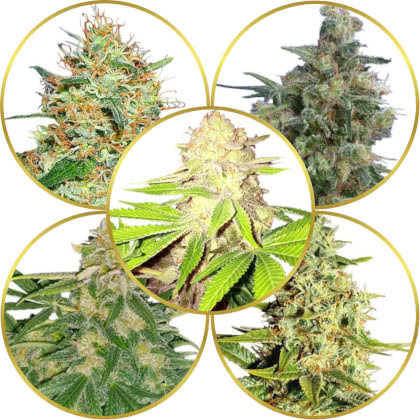 Top 10 Best Cannabis Strains for Pain