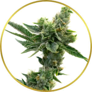 Peanut Butter Breath Autoflower Seeds for sale from Homegrown