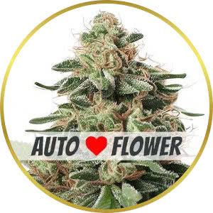 Peanut Butter Breath Autoflower Seeds for sale from ILGM