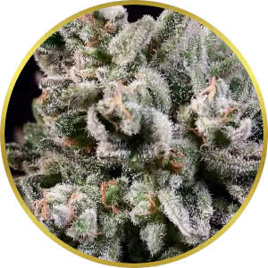 Peanut Butter Breath Autoflower Seeds for sale from Seedsman by Atlas Seed