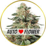 Peanut Butter Breath Autoflower Seeds for sale USA