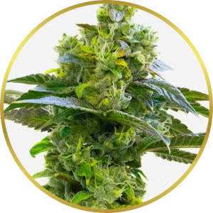 Peanut Butter Breath Feminized Seeds for sale from Homegrown