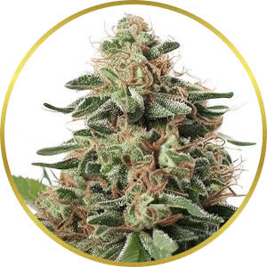 Peanut Butter Breath Feminized Seeds for sale from ILGM