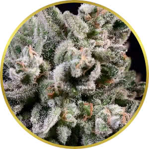 Peanut Butter Breath Feminized Seeds for sale from Seedsman by Atlas Seed