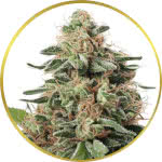 Peanut Butter Breath Feminized Seeds for sale USA