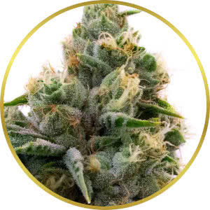 Pure Indica Feminized Seeds for sale from Blimburn