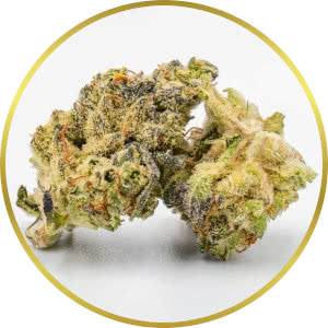 Pure Indica strain bud closeup